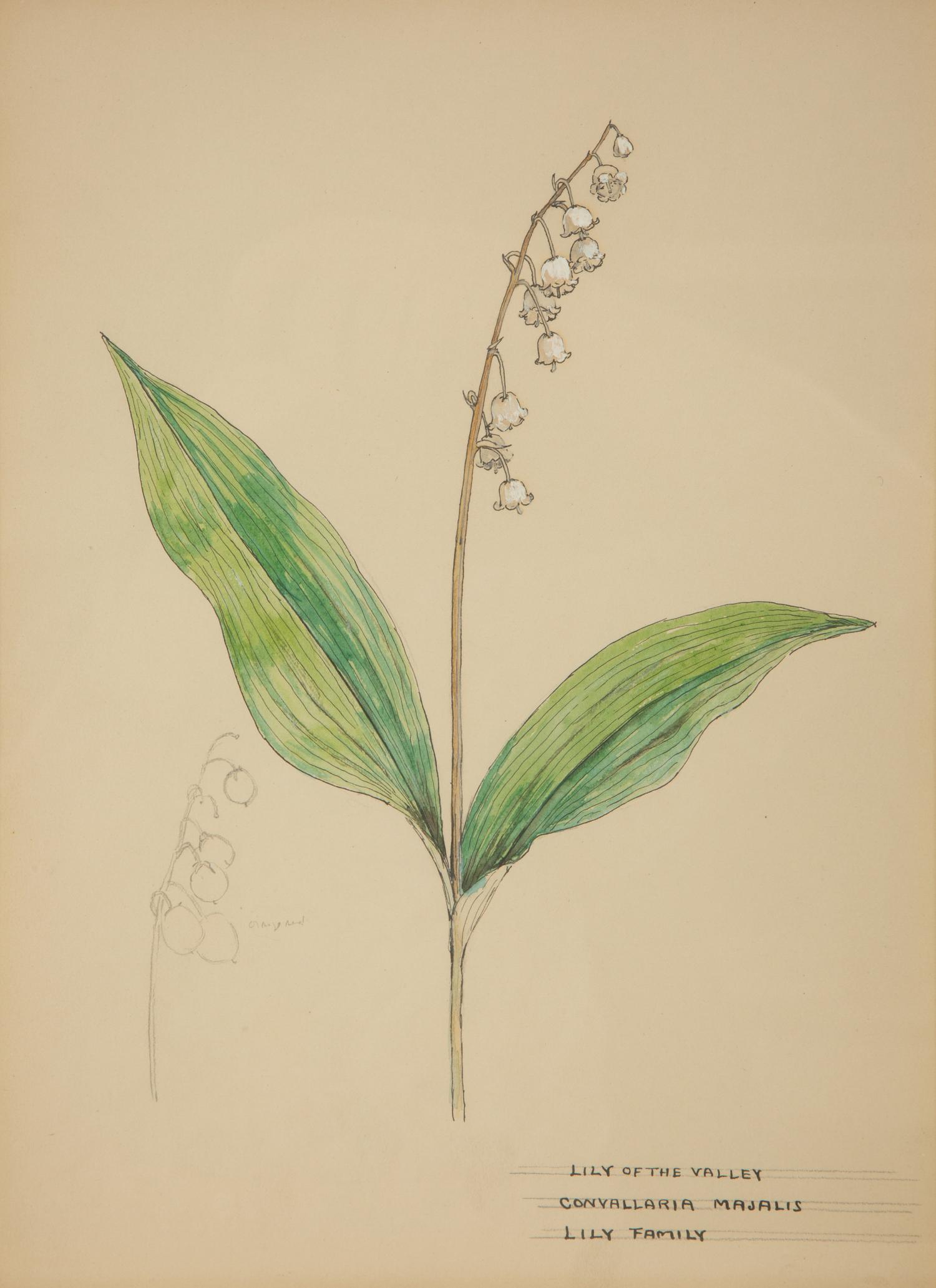 Eighteen Botanical Watercolors