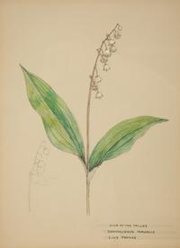 Eighteen Botanical Watercolors