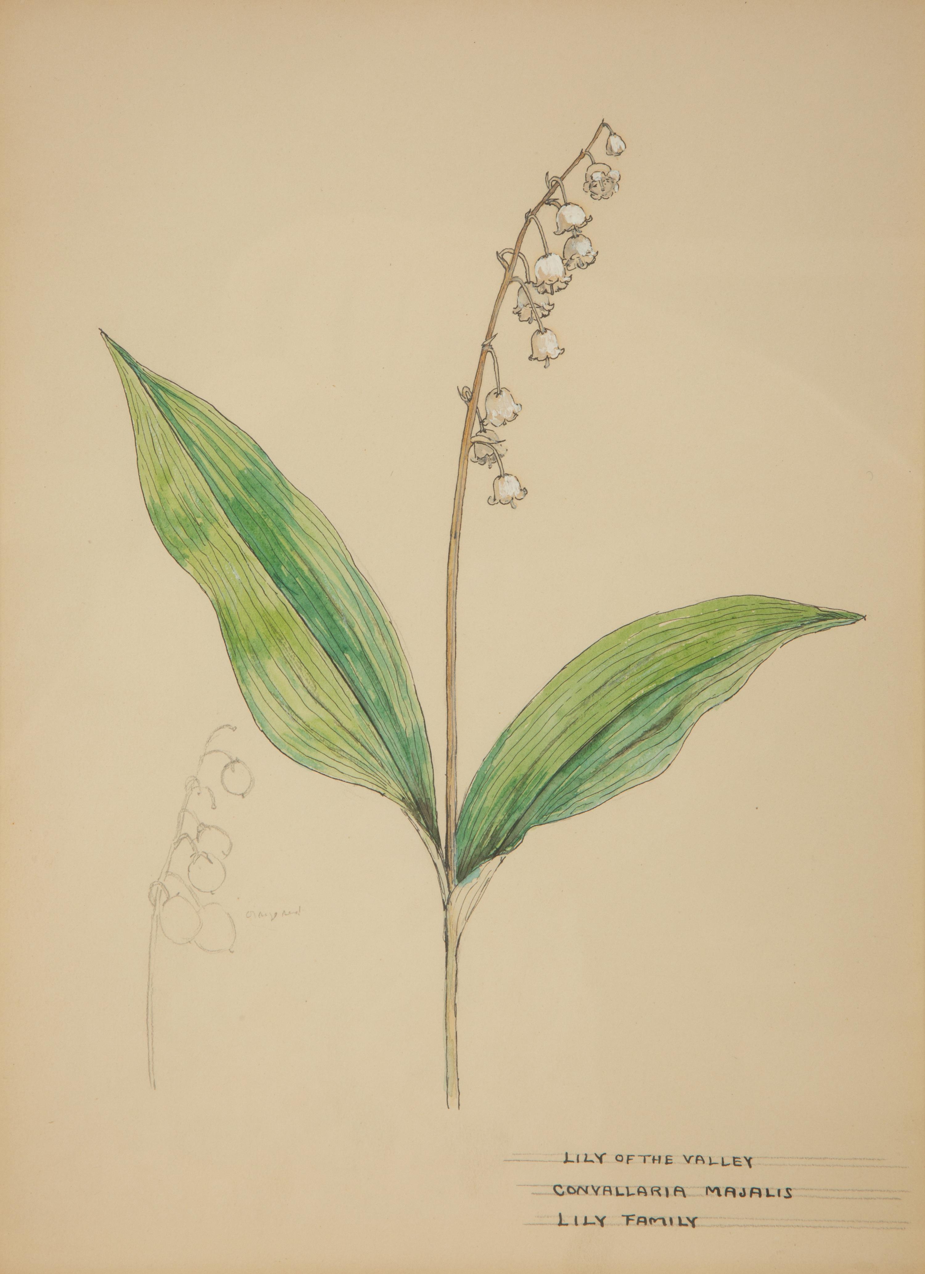 Eighteen Botanical Watercolors