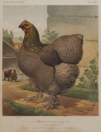 Twelve English Handcolored Engravings, Height of first 9 1/2 x width 7 1/8 inches (visible).