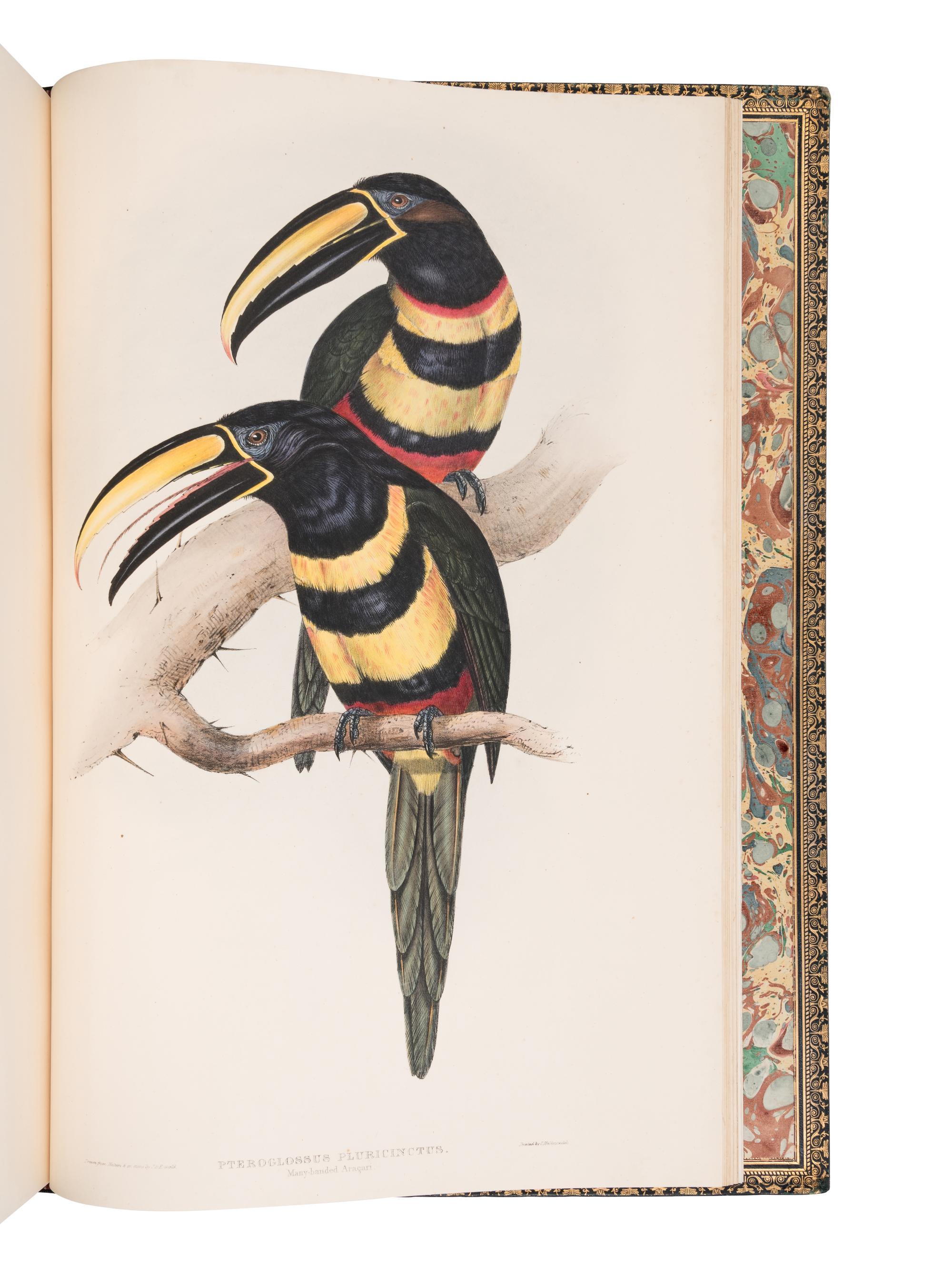 [NATURAL HISTORY]. GOULD, John (1804-1881). A Monograph of the Ramphastidae, or Family of Toucans . London: Taylor and Francis for the Author, [1852-] 1854.