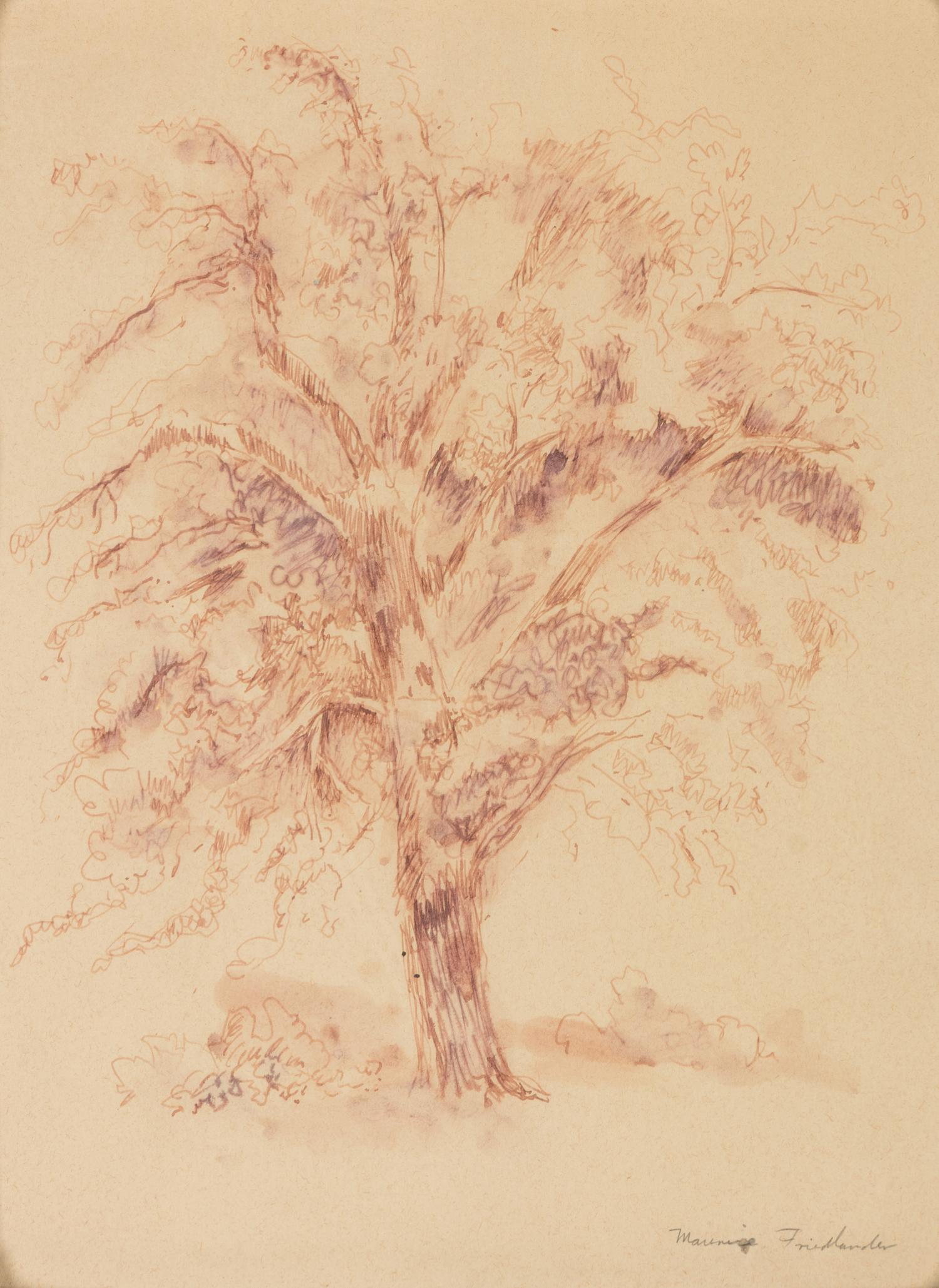 Maurice Friedlander sketch of a tree