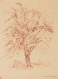 Maurice Friedlander sketch of a tree