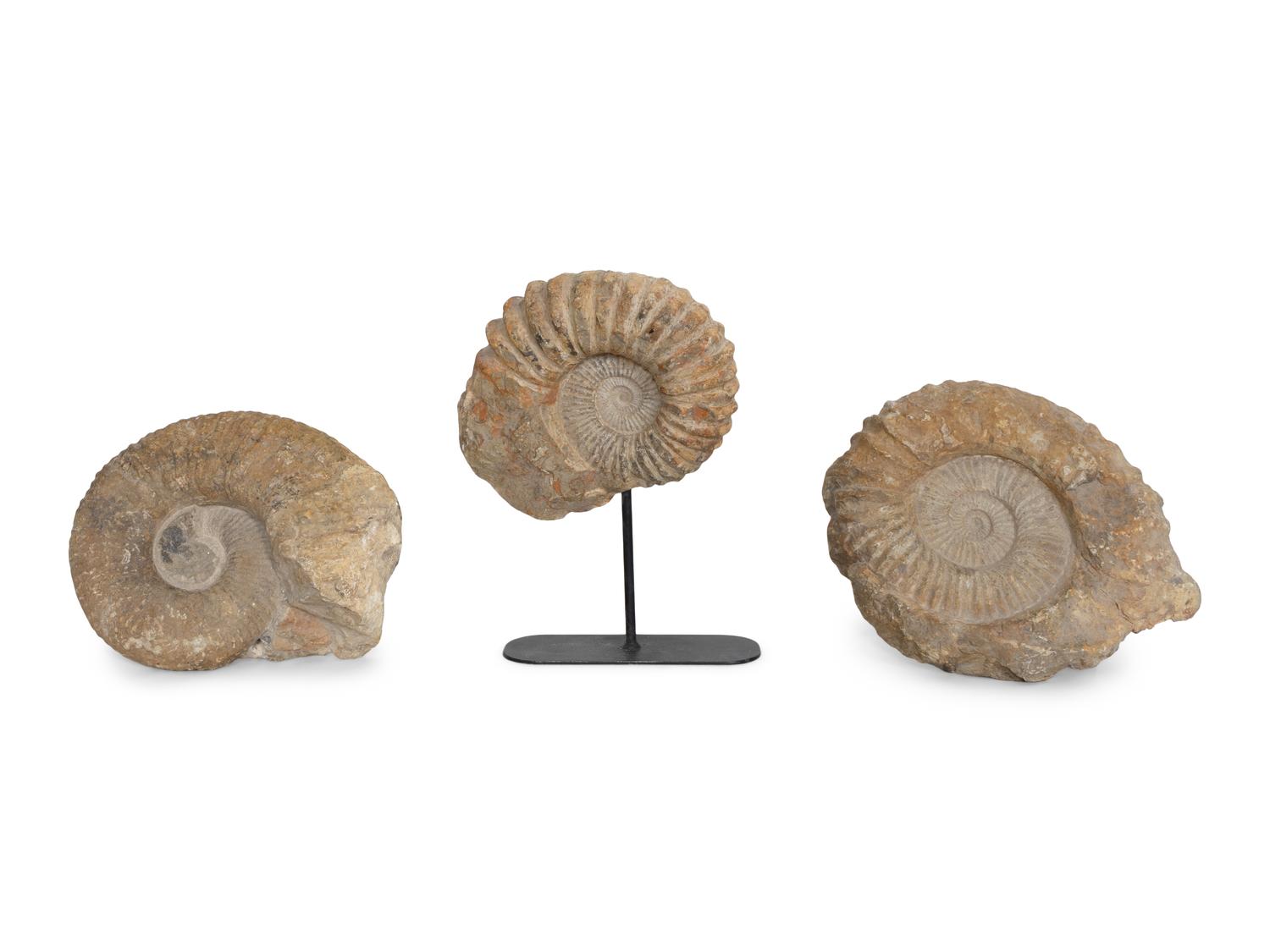 Three Large Unpolished Ammonite Fossil Specimens
