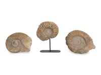 Three Large Unpolished Ammonite Fossil Specimens