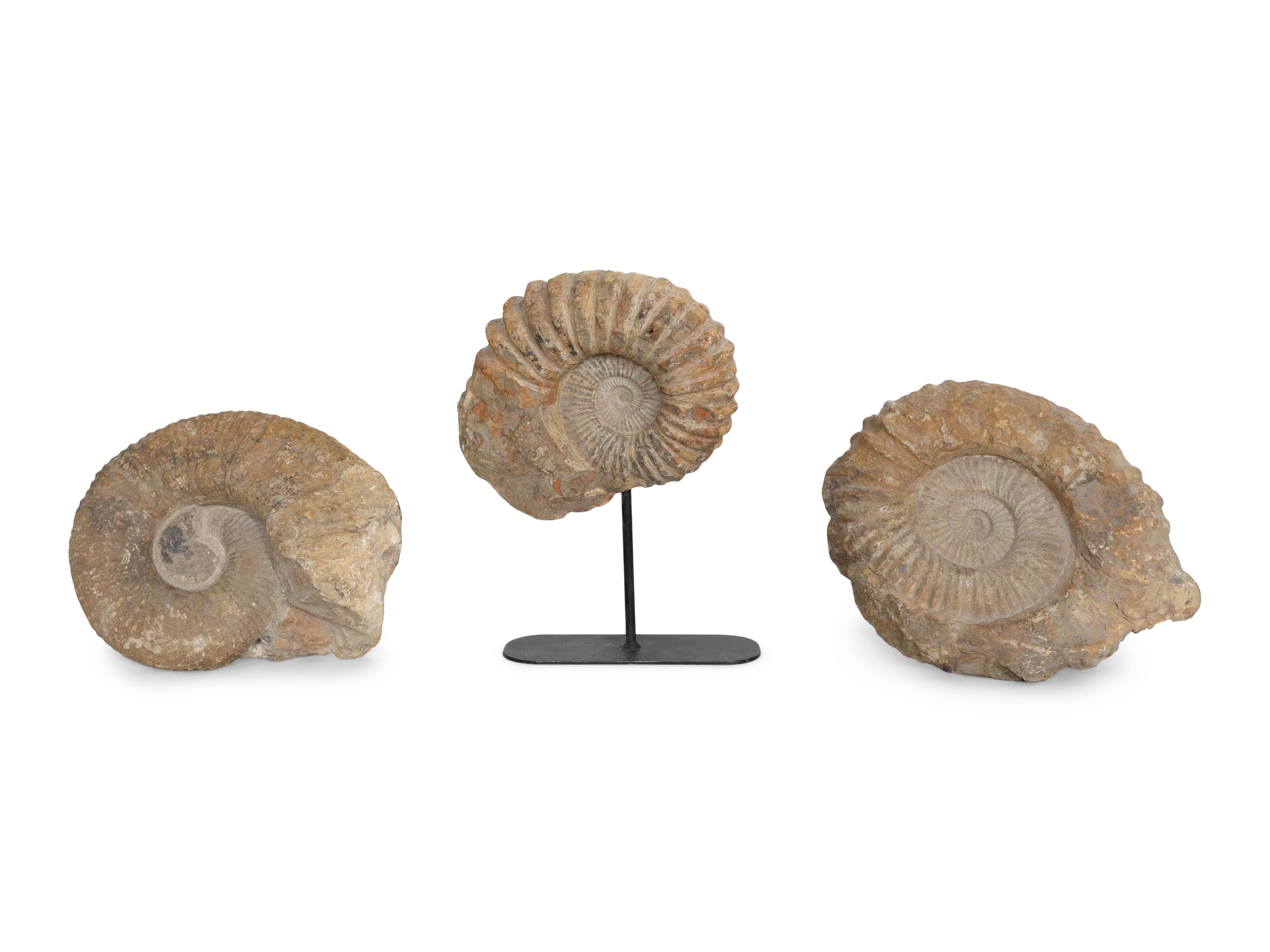 Three Large Unpolished Ammonite Fossil Specimens