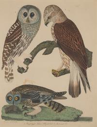 Alexander Lawson (1773-1846) and John G. Warnicke (died 1818), After Alexander Wilson (1766-1813), A Set of Sixteen Hand-Colored Engravings of Various Birds