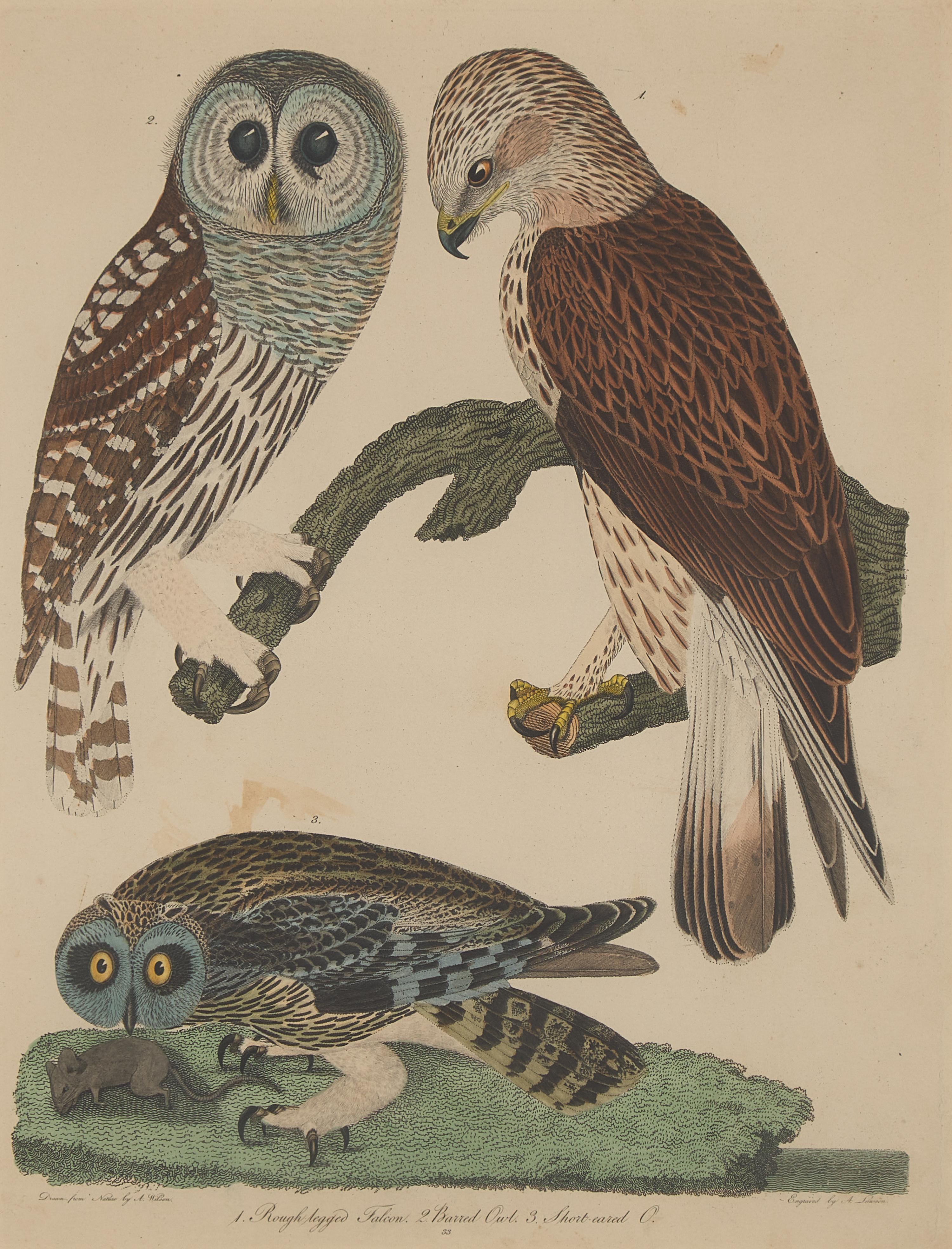 Alexander Lawson (1773-1846) and John G. Warnicke (died 1818), After Alexander Wilson (1766-1813), A Set of Sixteen Hand-Colored Engravings of Various Birds