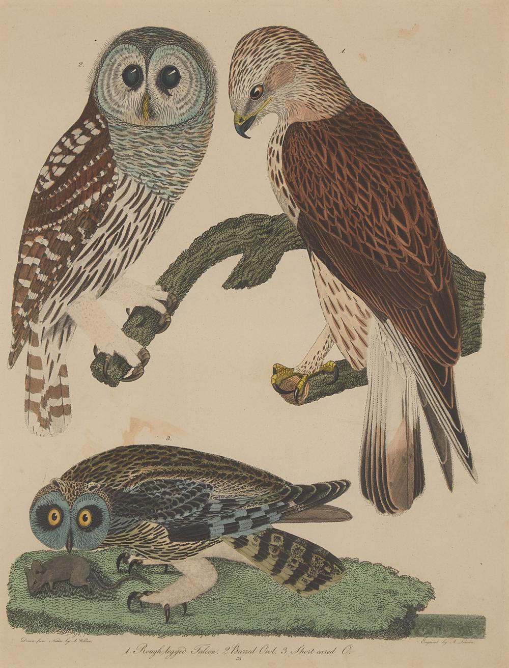 Alexander Lawson (1773-1846) and John G. Warnicke (died 1818), After Alexander Wilson (1766-1813), A Set of Sixteen Hand-Colored Engravings of Various Birds