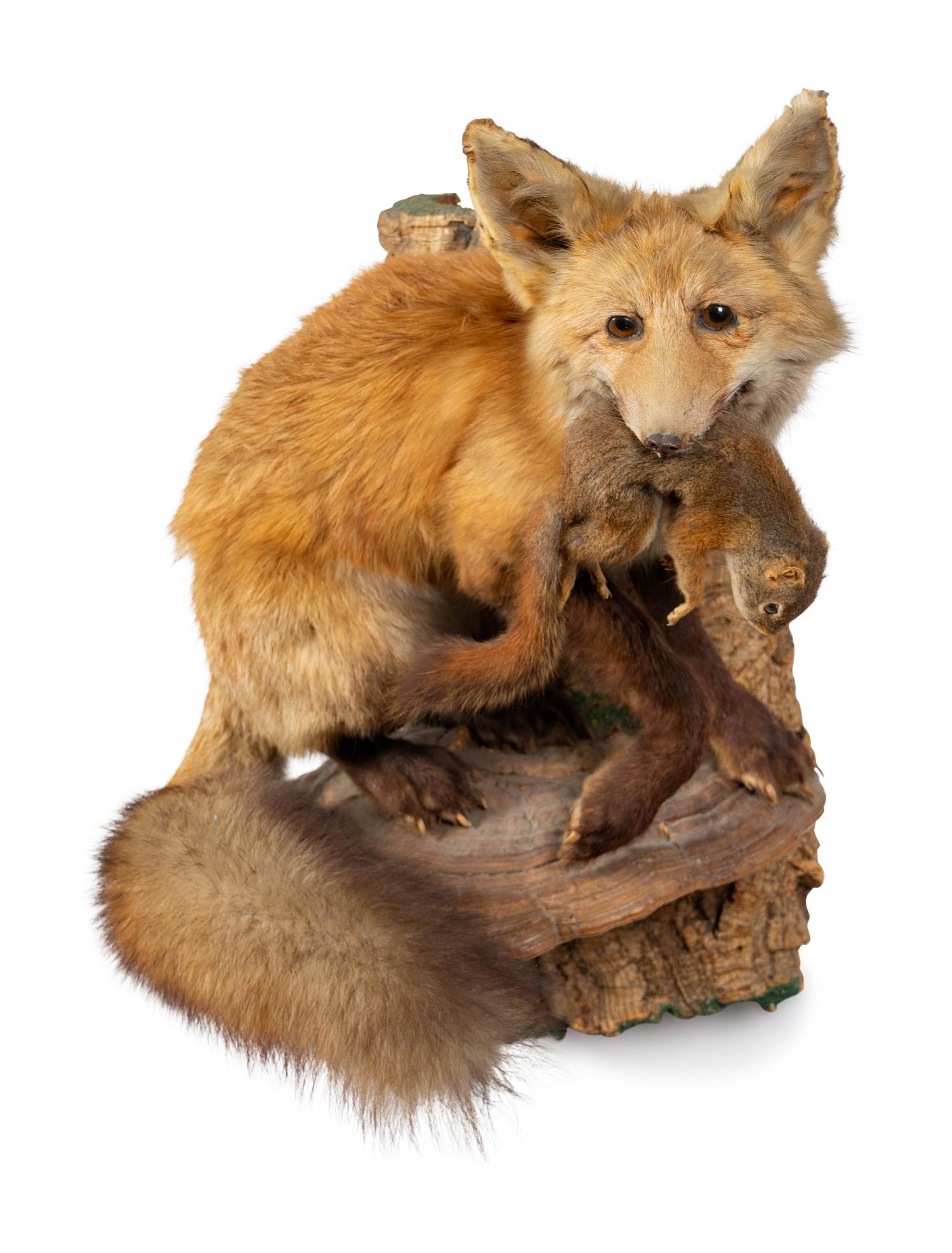 A Taxidermy Red Fox with a Chipmunk
