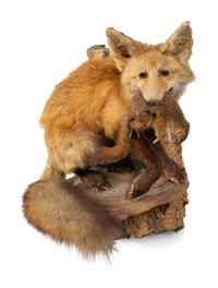 A Taxidermy Red Fox with a Chipmunk