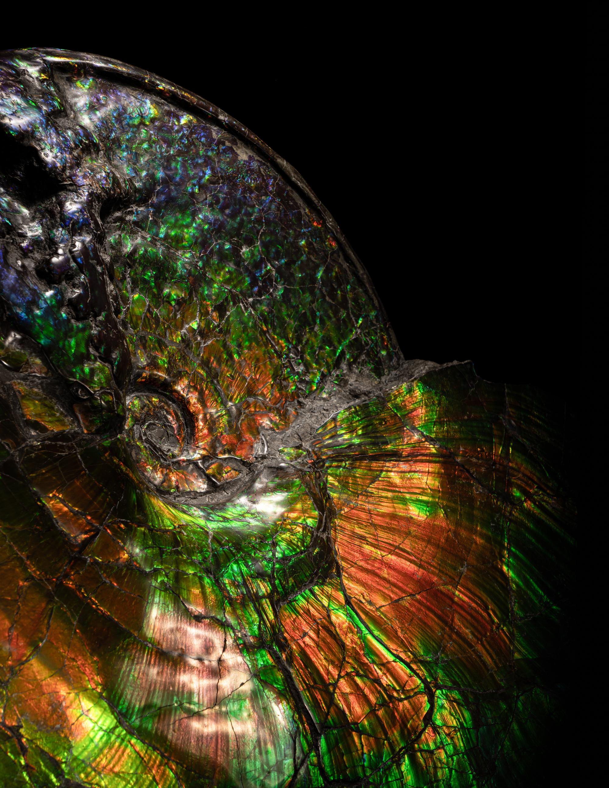 A Large Iridescent Ammonite Fossil (Placenticeras costatum)