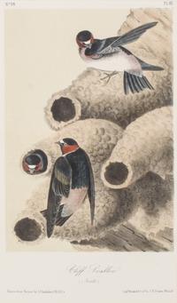 Audubon, John James, after Each approximately: 10 1/2 x 6 3/4 inches.