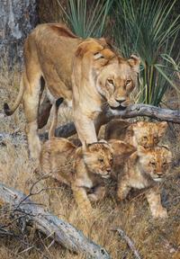 On a Journey - Lioness and Cubs