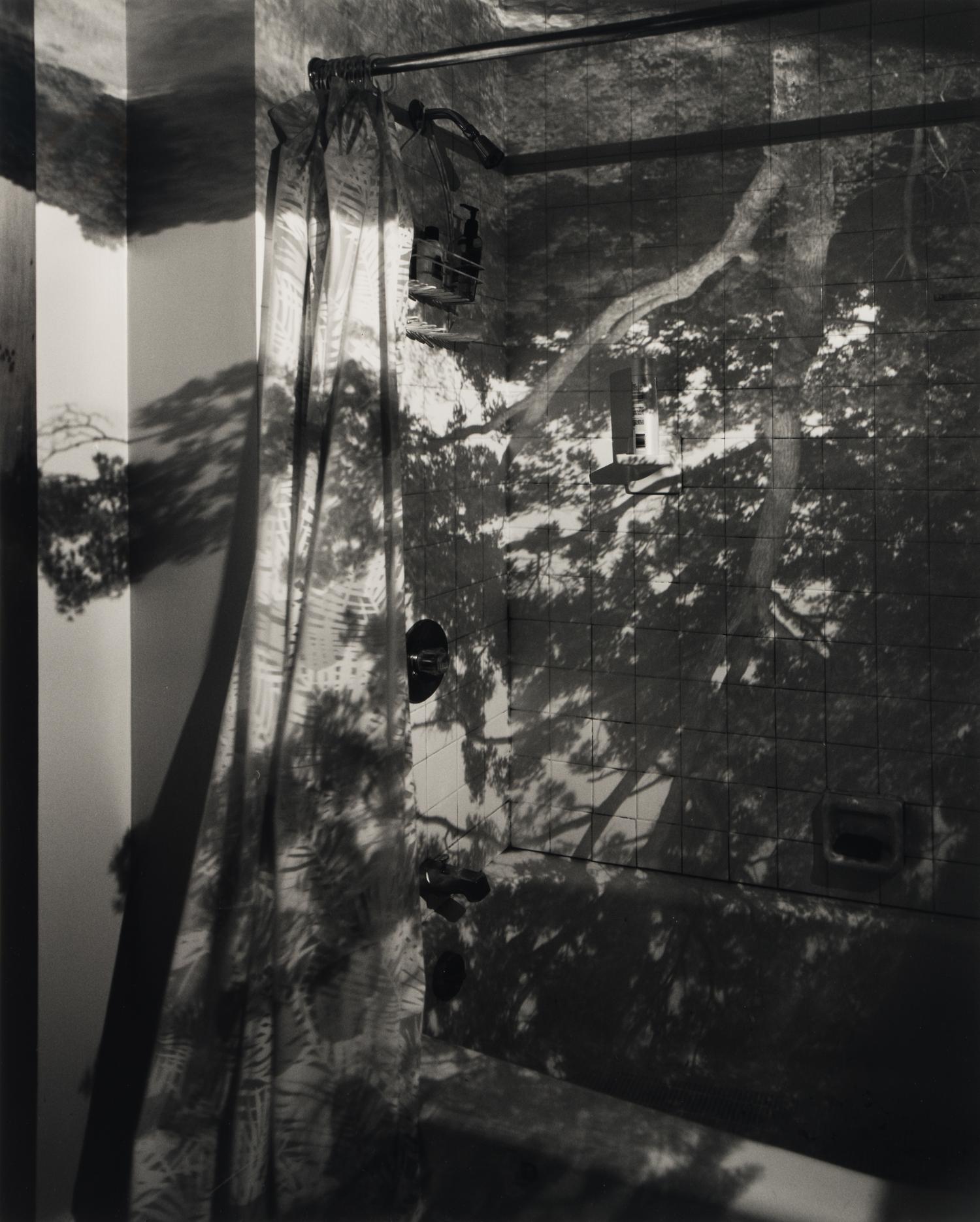 Camera Obscura: Image of a Tree in Bathroom , 1999