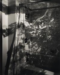 Camera Obscura: Image of a Tree in Bathroom , 1999