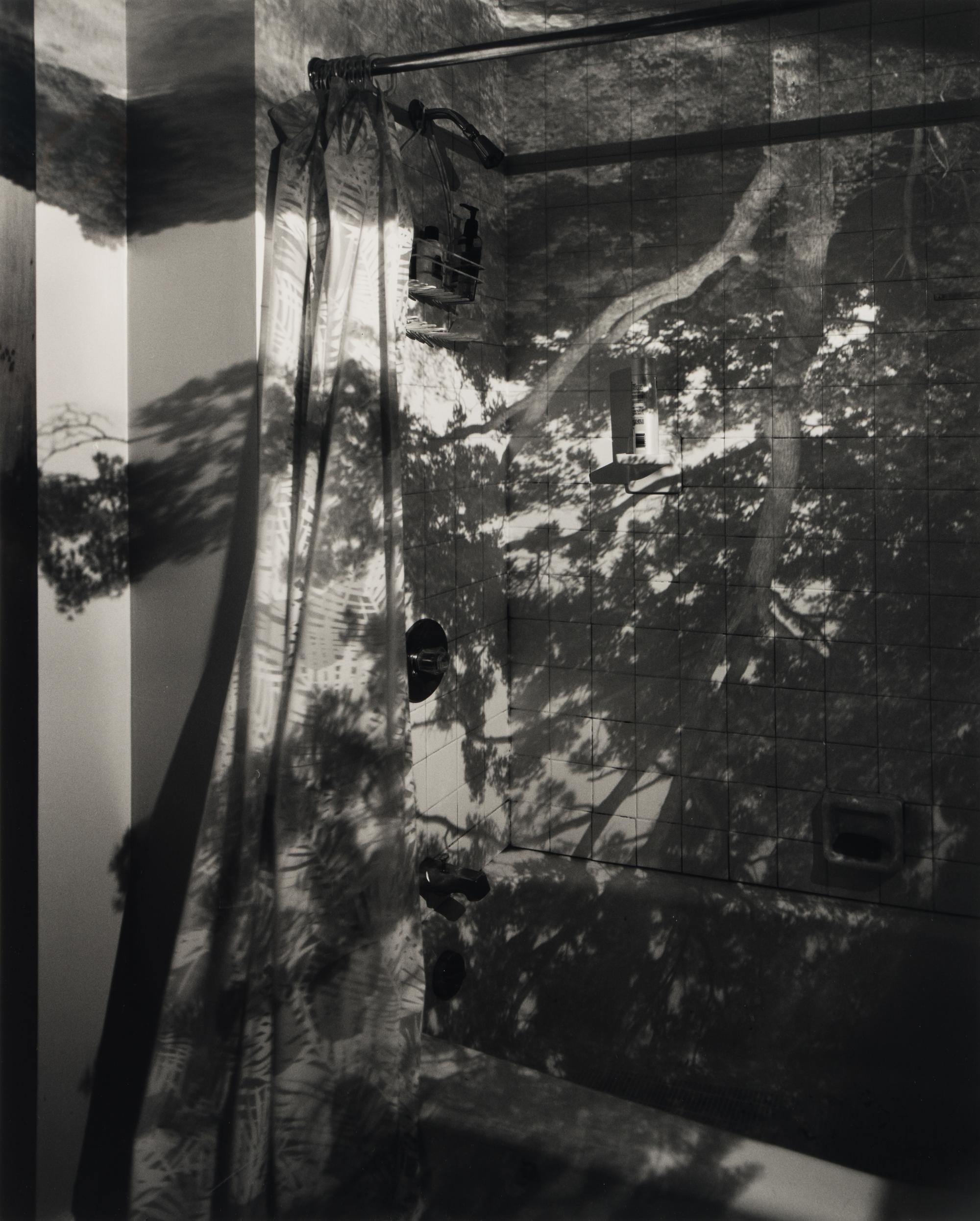 Camera Obscura: Image of a Tree in Bathroom , 1999