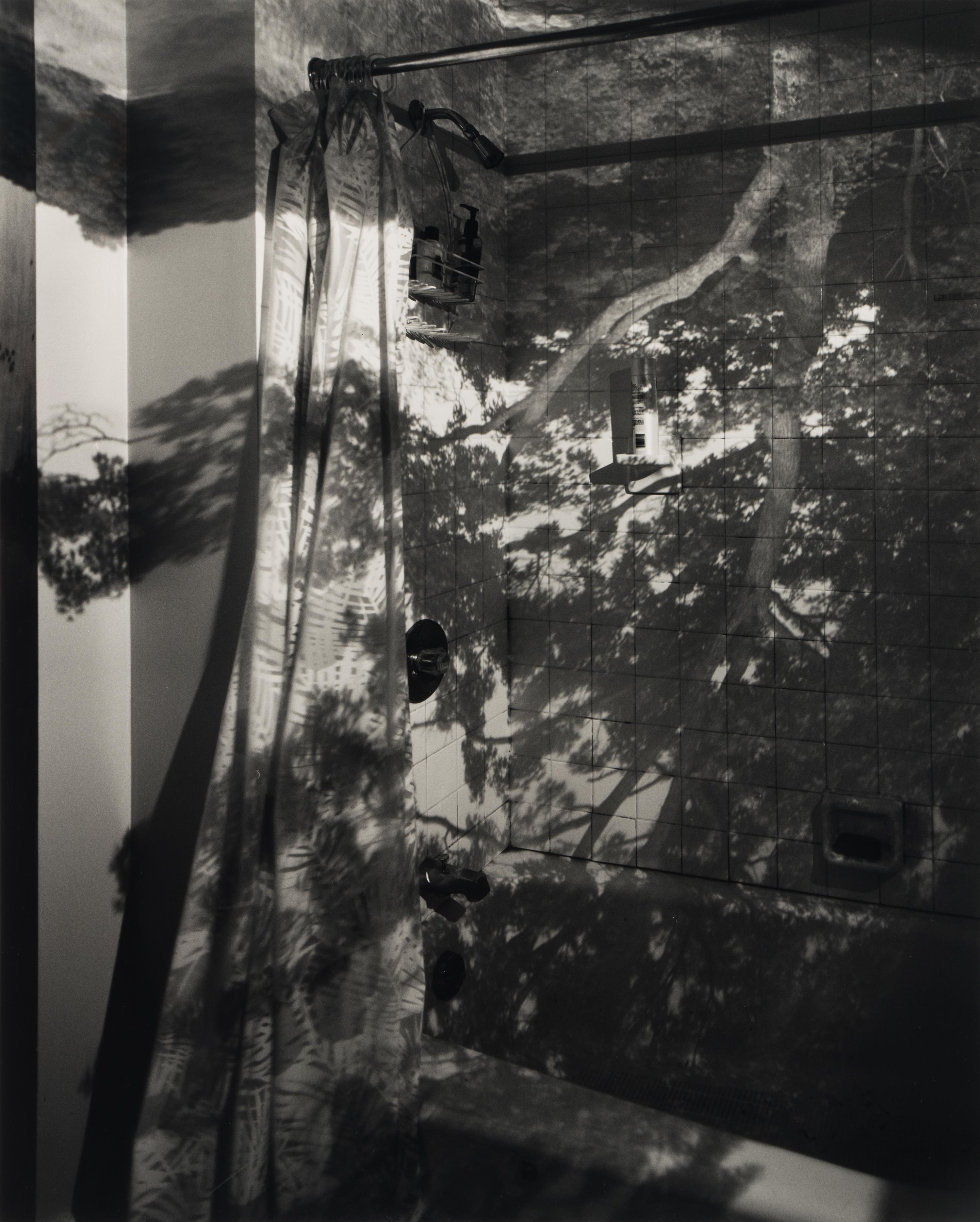 Camera Obscura: Image of a Tree in Bathroom , 1999