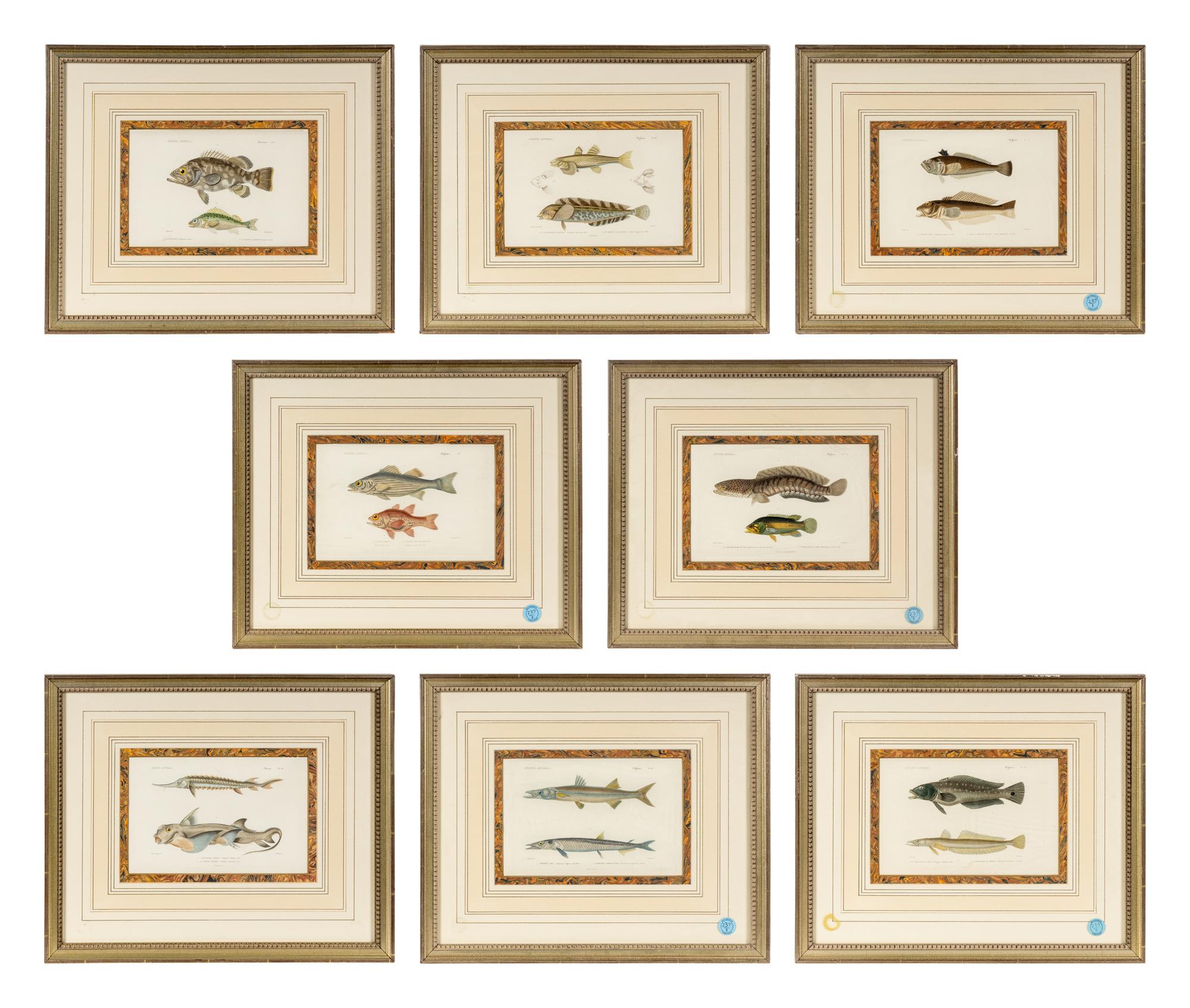 A Set of Eight Hand-Colored Fish Engravings