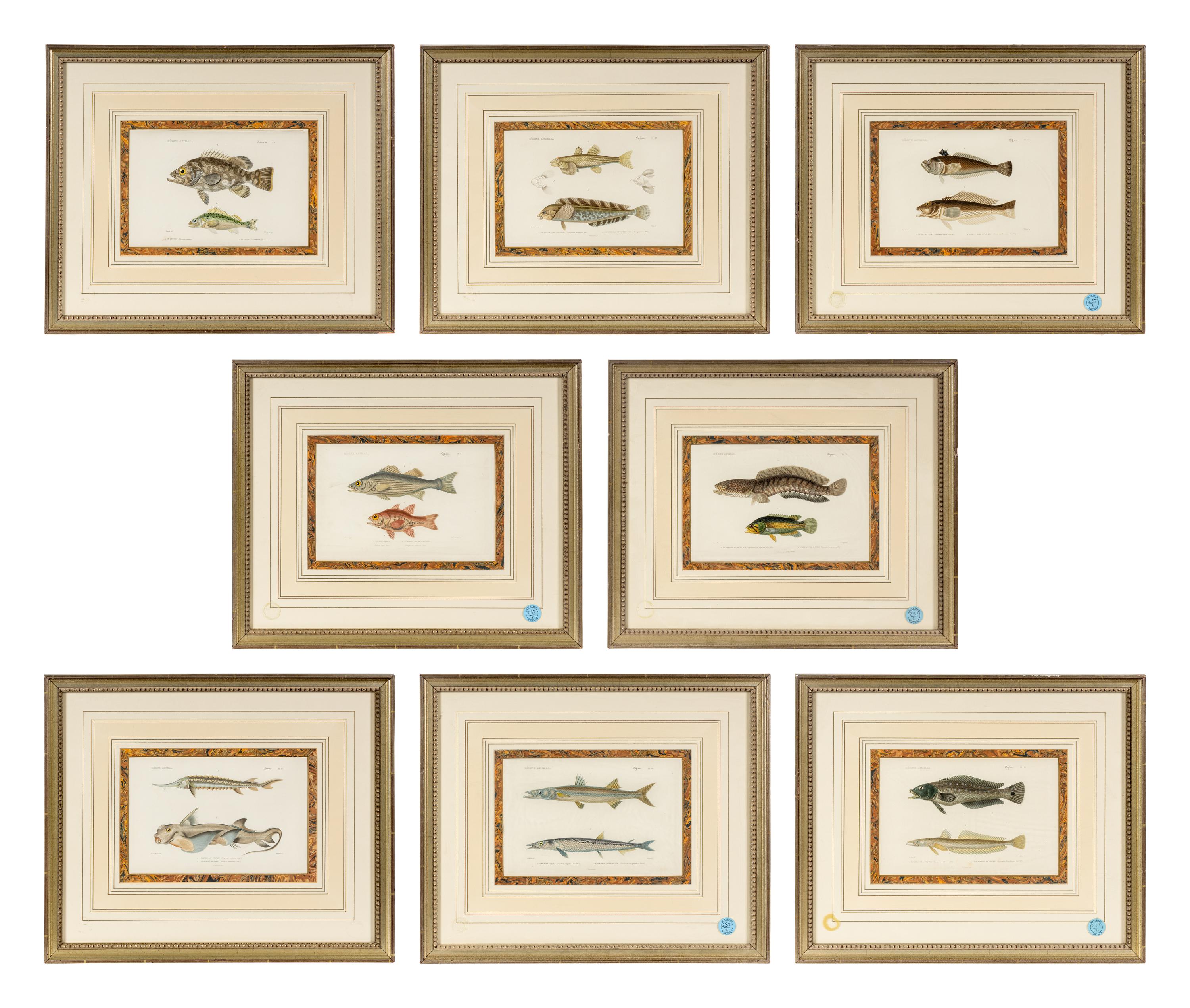 A Set of Eight Hand-Colored Fish Engravings