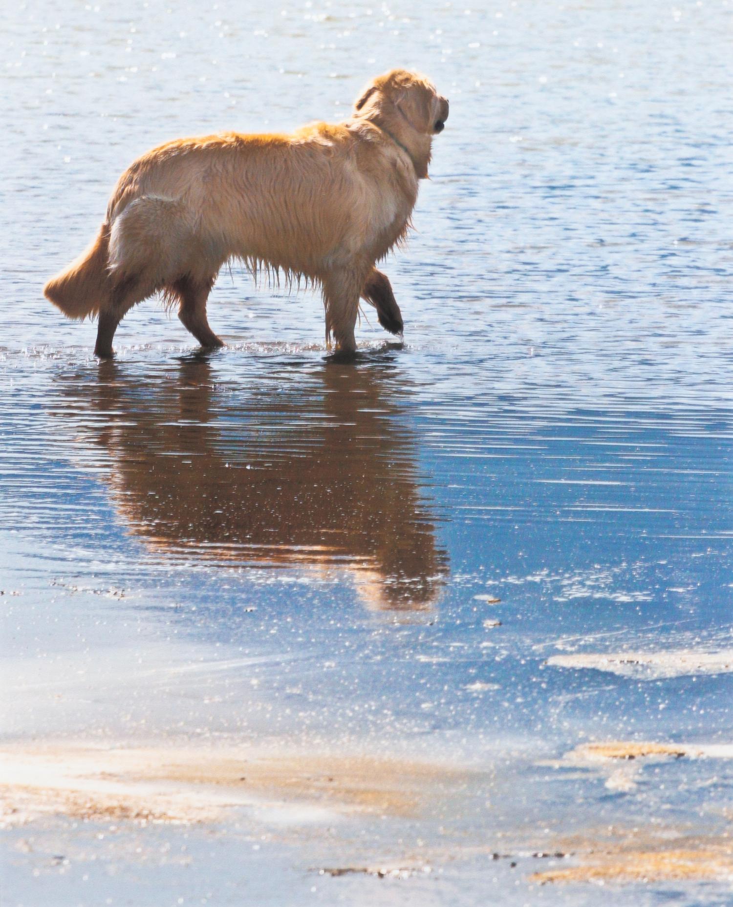 Two Photographs of Golden Retrievers Larger: 9 3/4 x 7 7/8 inches.