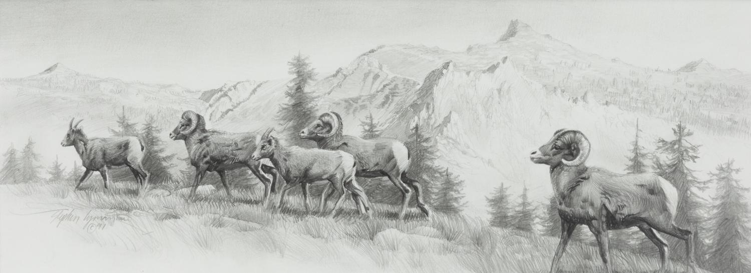 Big Horn Sheep