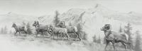 Big Horn Sheep