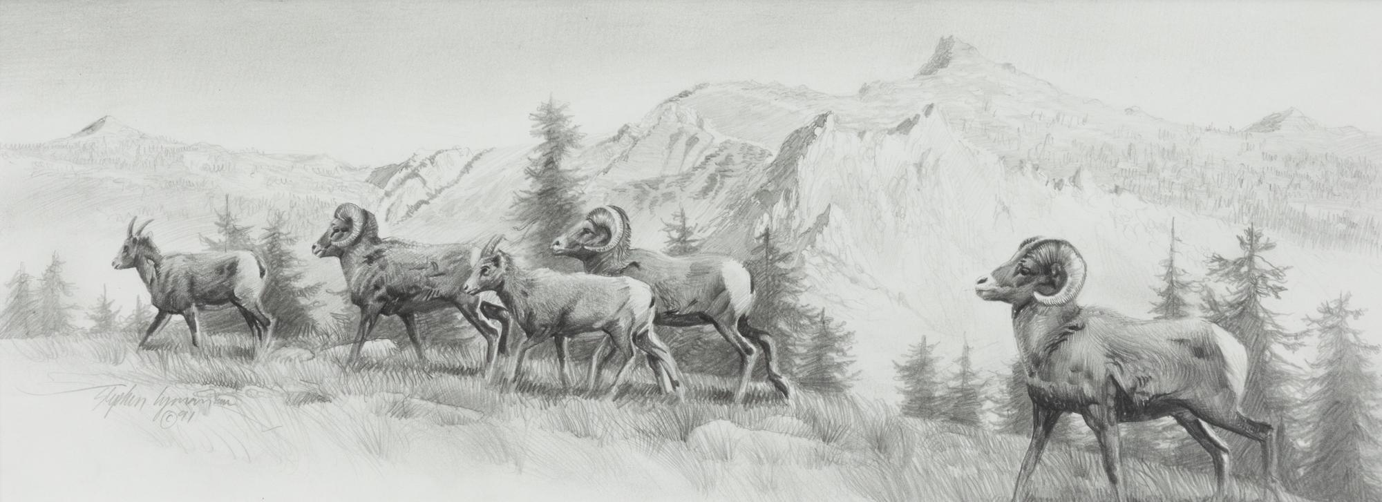 Big Horn Sheep