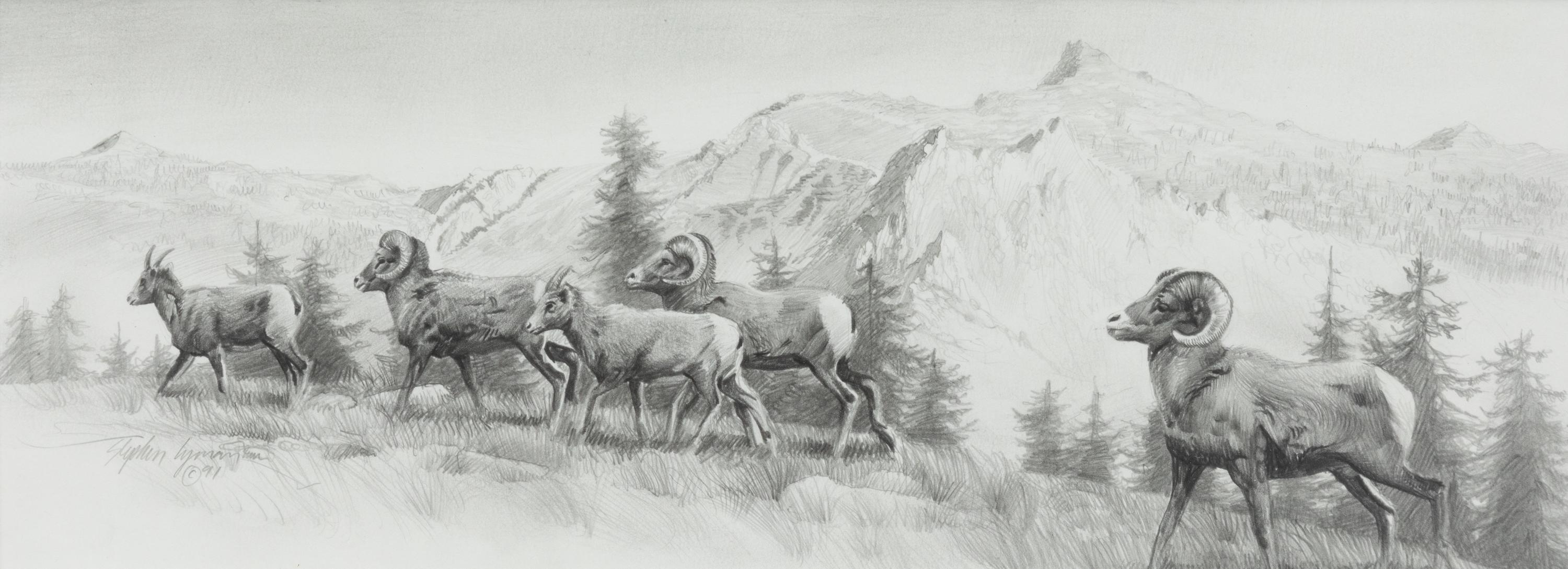 Big Horn Sheep