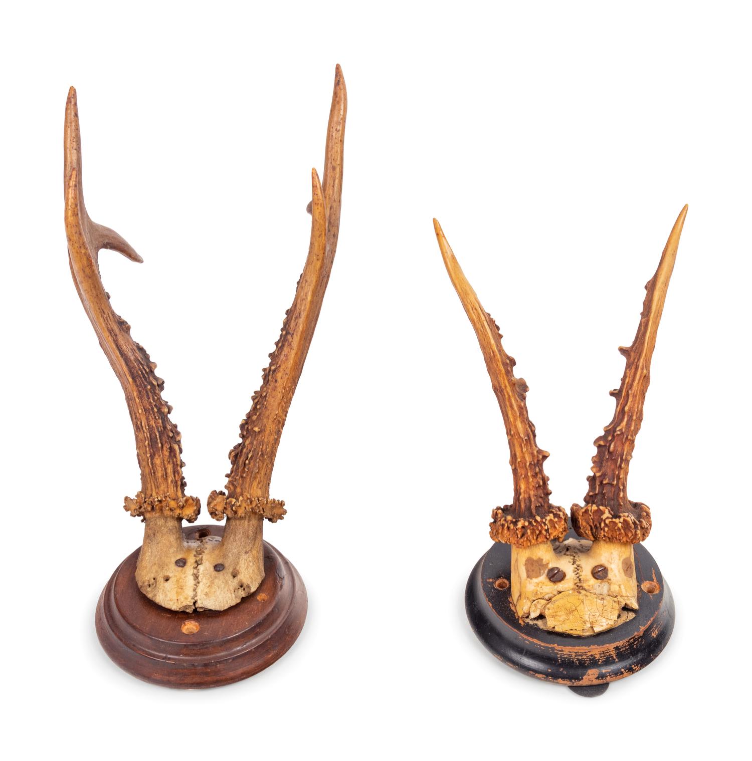 A Collection of Small Antler Mounts