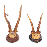 A Collection of Small Antler Mounts