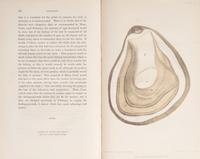 [Food & Drink] Group of 2 First Editions on Oysters