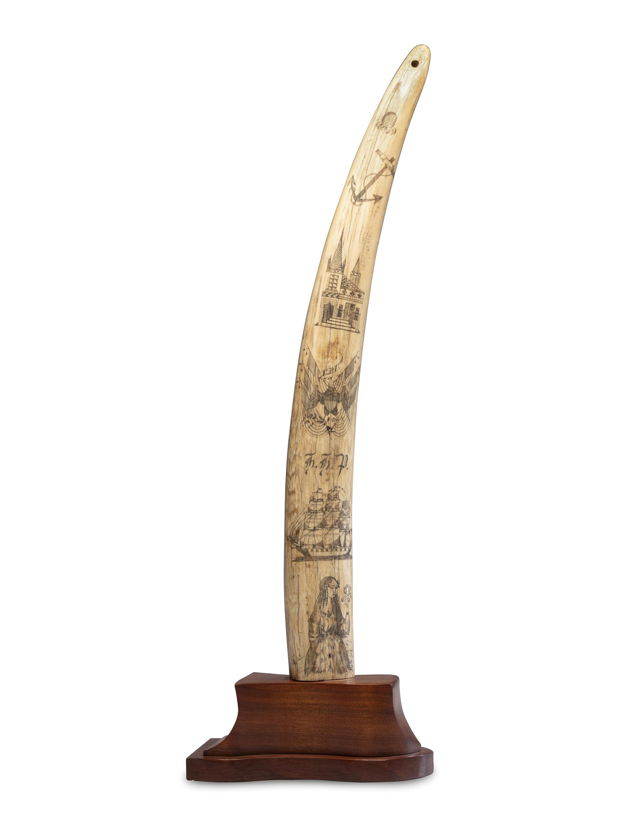A Scrimshaw Walrus Tusk