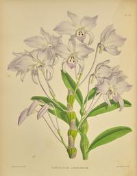 [Natural History] Warner, Robert, and Bejamin Samuel Williams, and Thomas Moore. The Orchid Album, Comprising Coloured Figures and Descriptions of New, Rare, and Beautiful Orchidaceous Plants