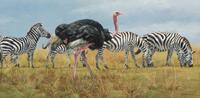 Black and White and Pink , 2009