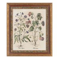 A Group of Five Framed Hand-Colored Botanical Engravings