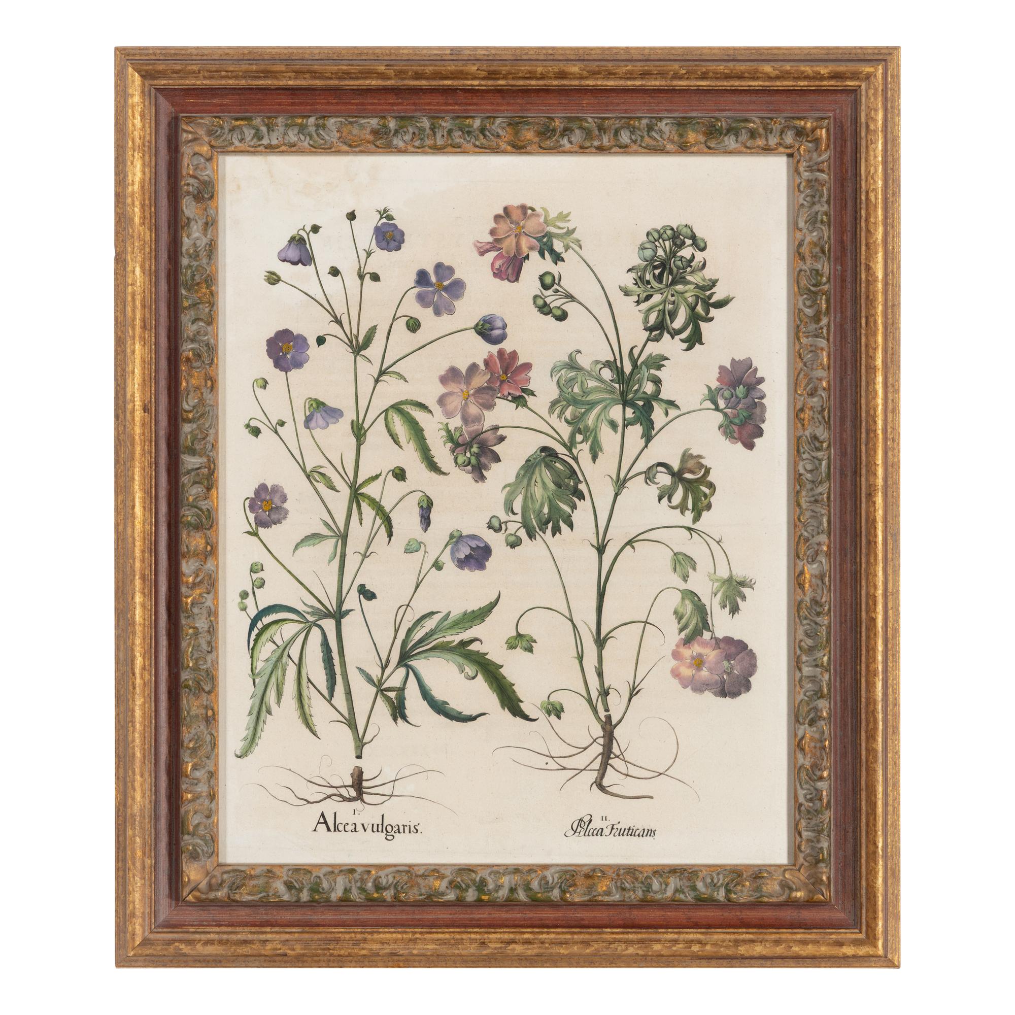 A Group of Five Framed Hand-Colored Botanical Engravings