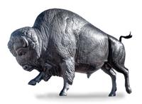 Bull Bison