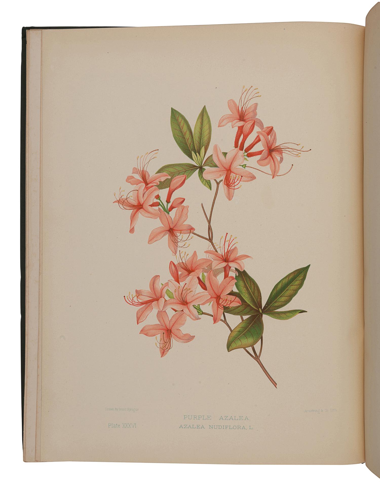 GOODALE, George Lincoln (1839-1923). -- SPRAGUE, Isaac (1811-1895), illustrator. The Wild Flowers of America . Boston: S.E. Cassino, 1882.