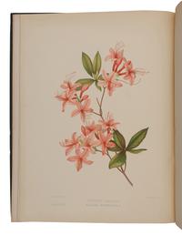 GOODALE, George Lincoln (1839-1923). -- SPRAGUE, Isaac (1811-1895), illustrator. The Wild Flowers of America . Boston: S.E. Cassino, 1882.