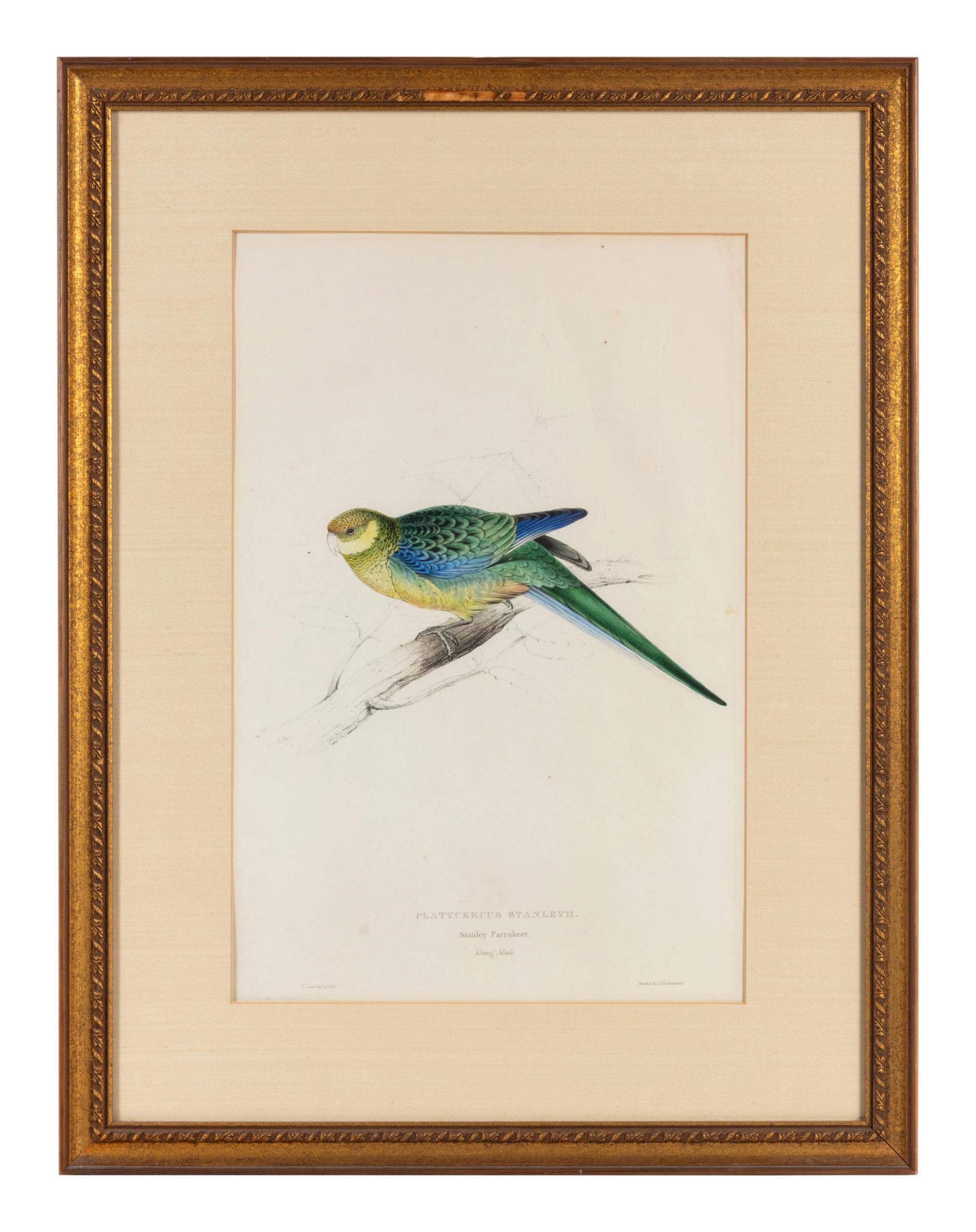 A Pair of Ornithological Prints