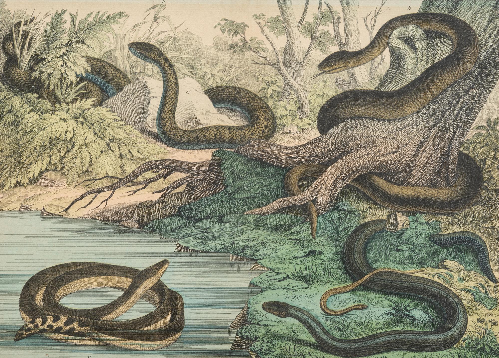Seven Intaglio Prints of Reptiles