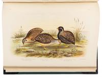 BROINOWSKI, Gracius Joseph (1837-1913). The Birds of Australia . Melbourne, Sydney, Adelaide, Brisbane, New Zealand and Tasmania: S.T. Leigh & Co. for Charles Stuart & Co., 1890-1891.