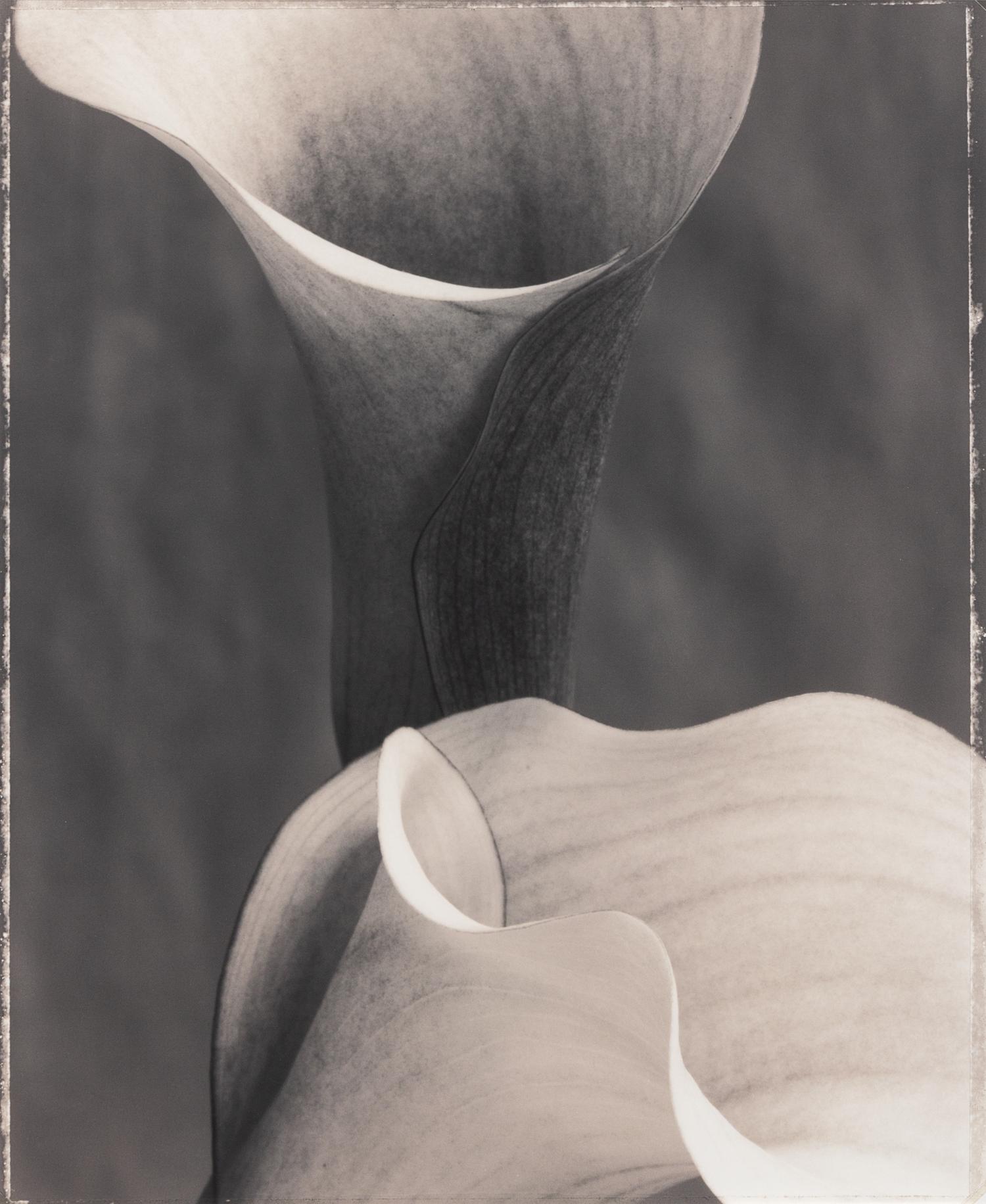 Zanedeschia 'Neroli'