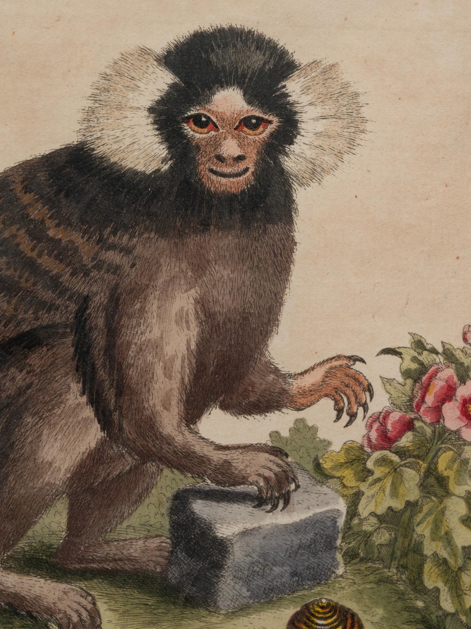 A Group of Six Continental Engravings Depicting Primates (Second Half 19th Century)