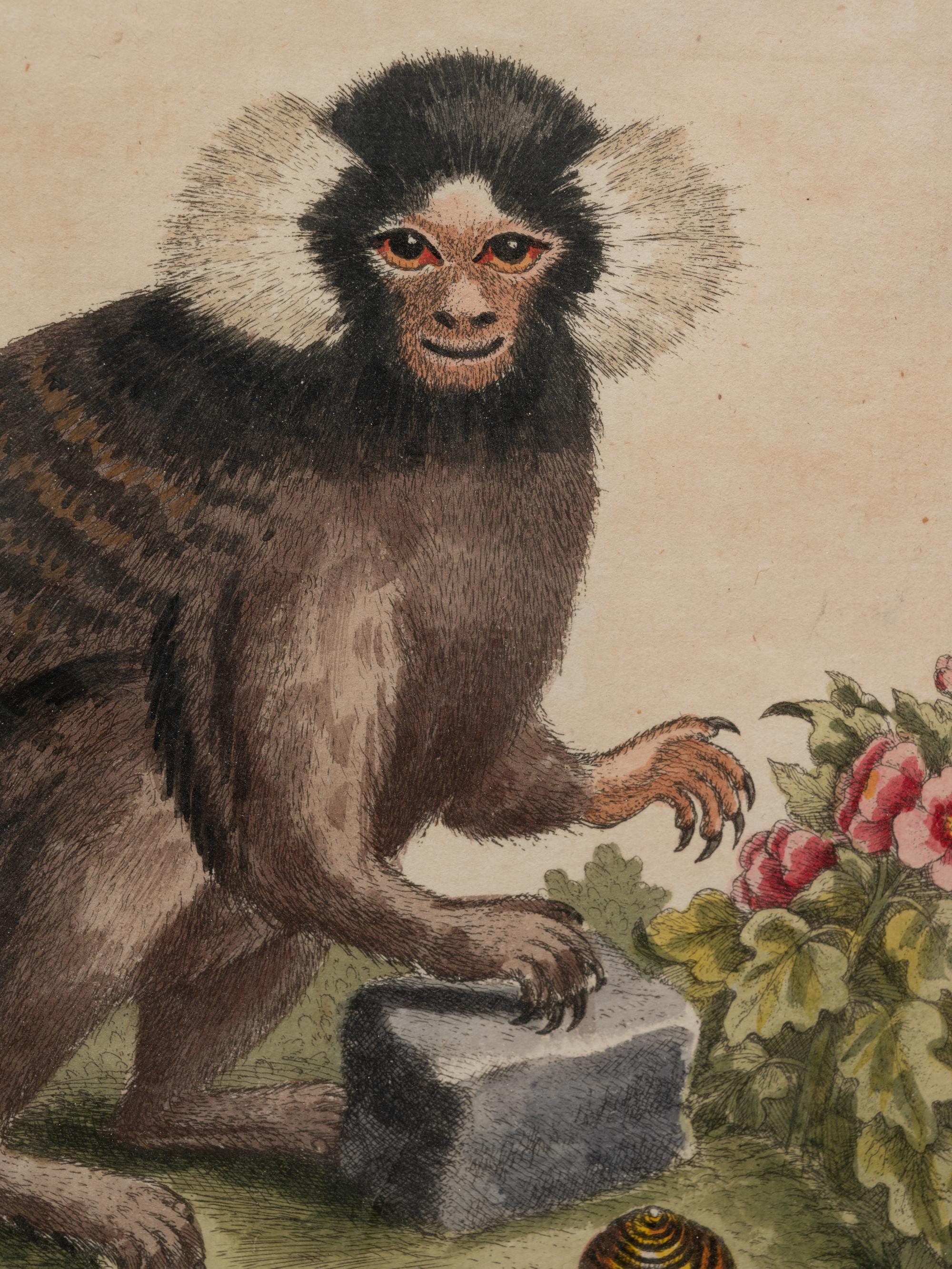 A Group of Six Continental Engravings Depicting Primates (Second Half 19th Century)