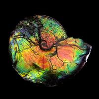 A Large Iridescent Ammonite Fossil (Placenticeras costatum)