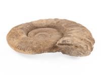 An Ammonite Fossil