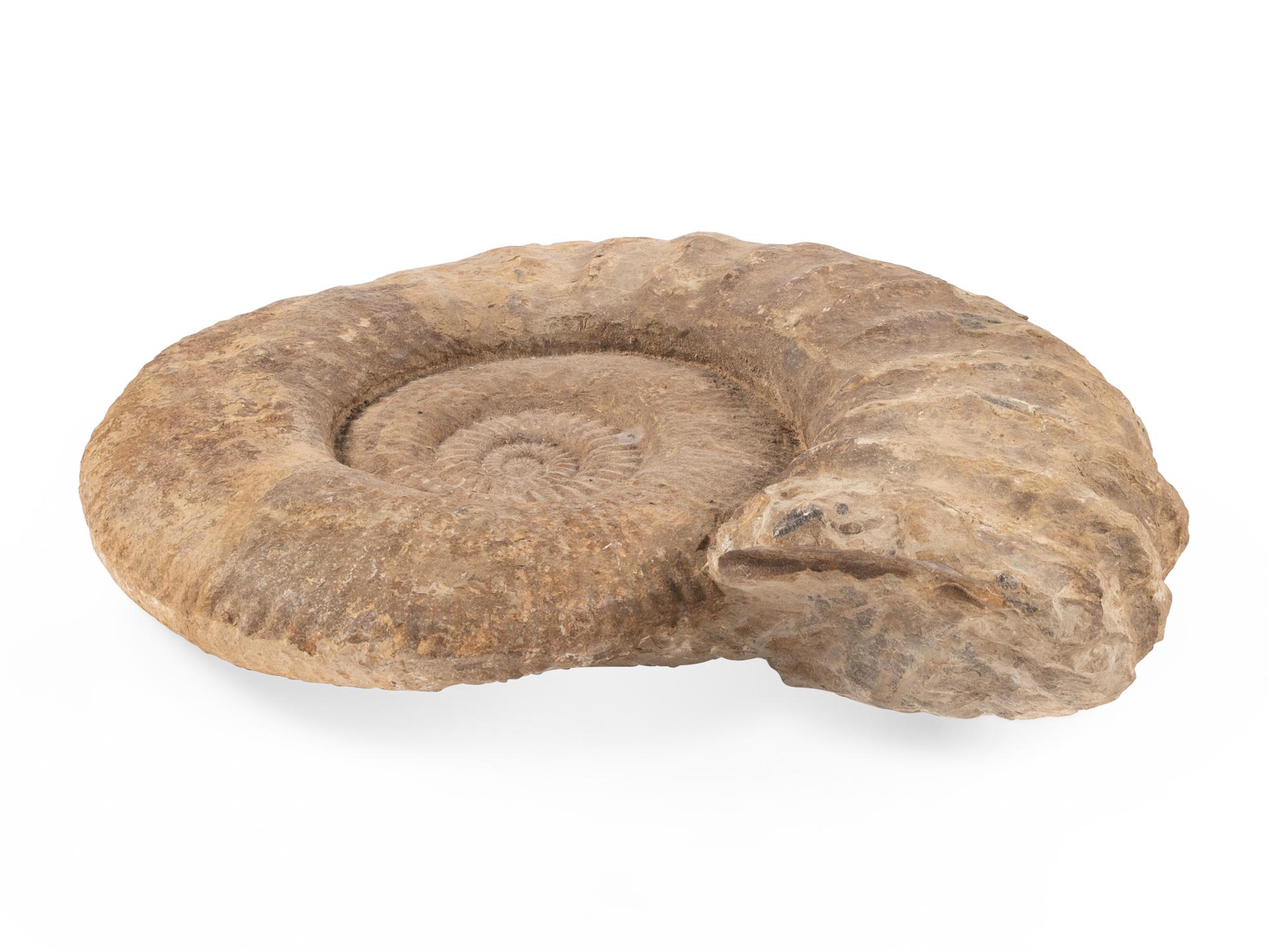 An Ammonite Fossil