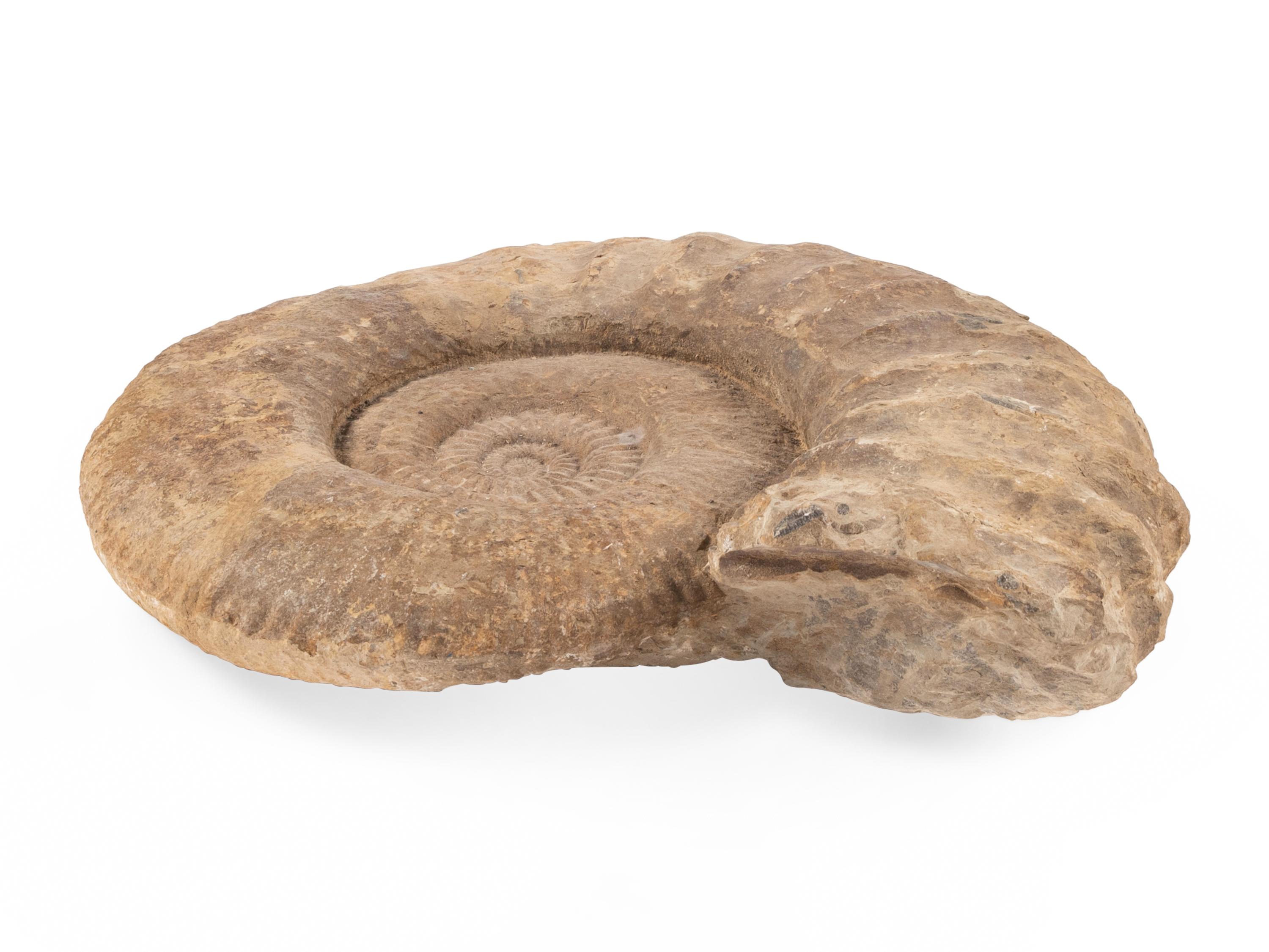 An Ammonite Fossil